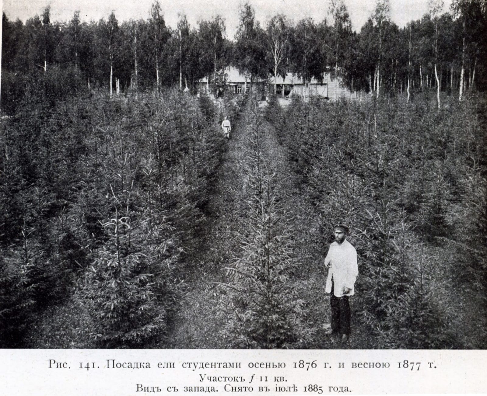 Лесная опытная дача: ели, которые студенты посадили осенью 1876 и весной 1877 года на участке № 11. Музей истории МСХА. 1885