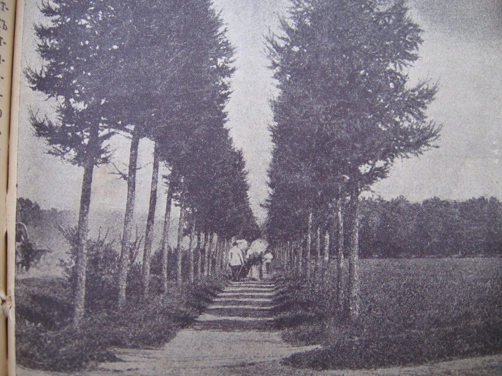 Аллея из Вешняков в Кусково. Из путеводителя по Москве. 1913